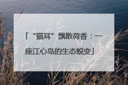“猫耳”飘散荷香：一座江心岛的生态蜕变