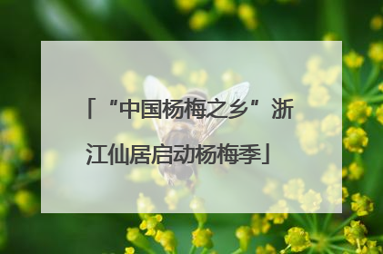 “中国杨梅之乡”浙江仙居启动杨梅季