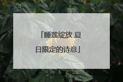 睡莲绽放 夏日限定的诗意