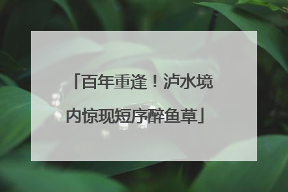 百年重逢！泸水境内惊现短序醉鱼草