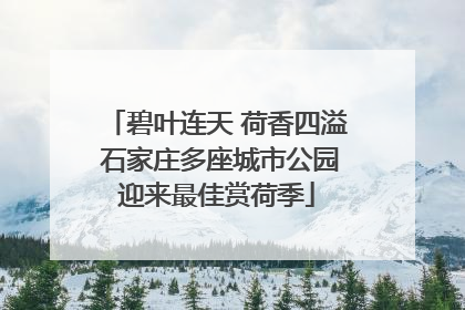 碧叶连天 荷香四溢 石家庄多座城市公园迎来最佳赏荷季