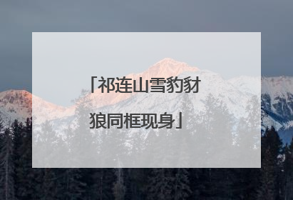 祁连山雪豹豺狼同框现身