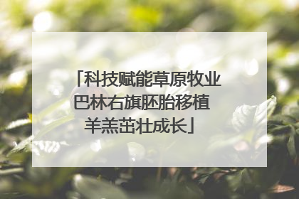 科技赋能草原牧业 巴林右旗胚胎移植羊羔茁壮成长