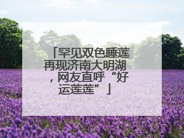 罕见双色睡莲再现济南大明湖，网友直呼“好运莲莲”