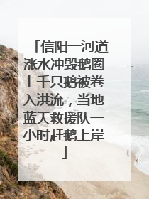 信阳一河道涨水冲毁鹅圈上千只鹅被卷入洪流，当地蓝天救援队一小时赶鹅上岸