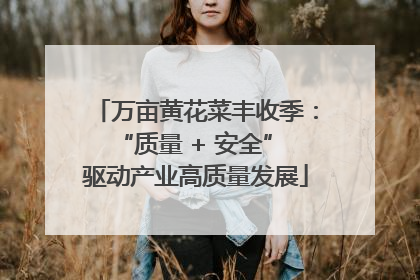 万亩黄花菜丰收季：“质量 + 安全” 驱动产业高质量发展