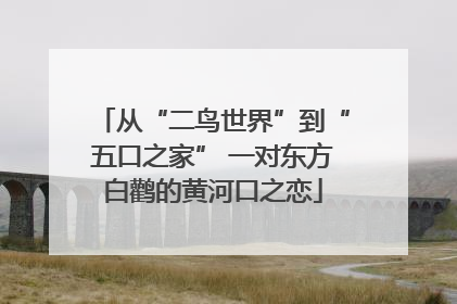 从“二鸟世界”到“五口之家” 一对东方白鹳的黄河口之恋