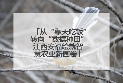 从“靠天吃饭”转向“数据种田” 江西安福绘就智慧农业新画卷