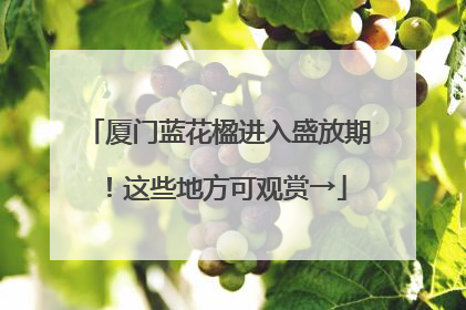 厦门蓝花楹进入盛放期！这些地方可观赏→