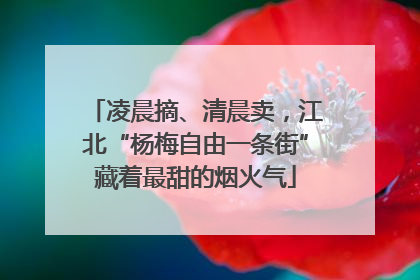 凌晨摘、清晨卖，江北“杨梅自由一条街”藏着最甜的烟火气