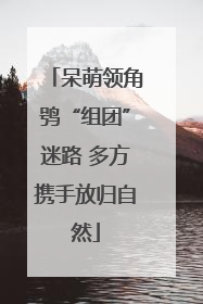 呆萌领角鸮“组团”迷路 多方携手放归自然