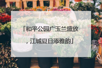 和平公园广玉兰盛放，江城夏日添雅韵