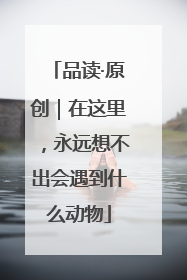 品读·原创｜在这里，永远想不出会遇到什么动物