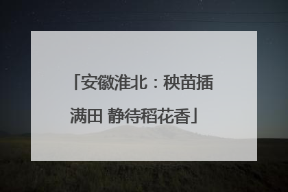 安徽淮北：秧苗插满田 静待稻花香