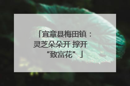 宜章县梅田镇：灵芝朵朵开 撑开“致富花”