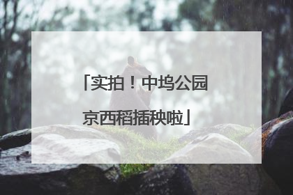 实拍！中坞公园京西稻插秧啦
