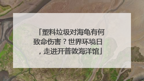塑料垃圾对海龟有何致命伤害？世界环境日，走进开普敦海洋馆