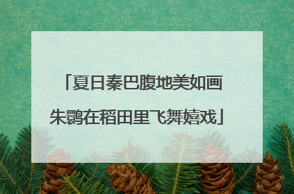夏日秦巴腹地美如画 朱鹮在稻田里飞舞嬉戏