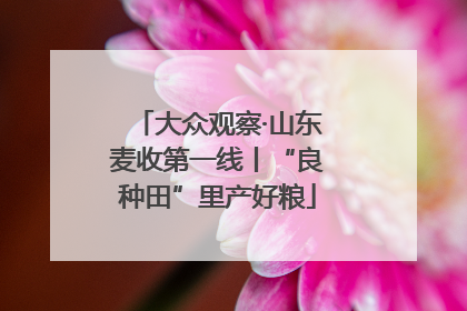 大众观察·山东麦收第一线丨“良种田”里产好粮
