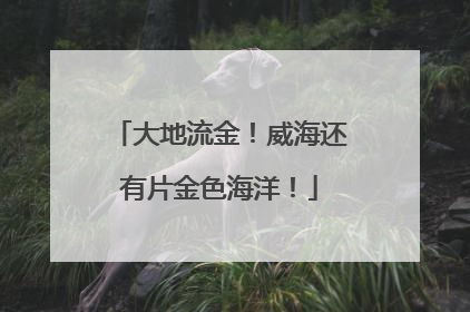 大地流金！威海还有片金色海洋！