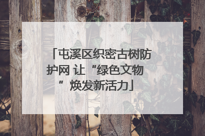 屯溪区织密古树防护网 让“绿色文物”焕发新活力
