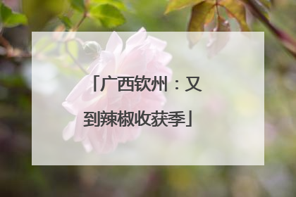 广西钦州：又到辣椒收获季