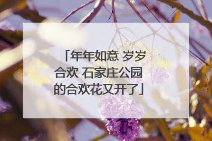 年年如意 岁岁合欢 石家庄公园的合欢花又开了