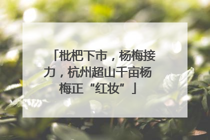 枇杷下市，杨梅接力，杭州超山千亩杨梅正“红妆”