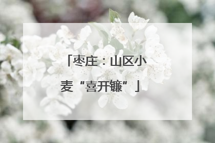 枣庄：山区小麦“喜开镰”