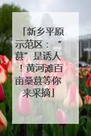新乡平原示范区：“葚”是诱人！黄河滩百亩桑葚等你来采摘
