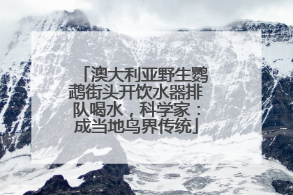 澳大利亚野生鹦鹉街头开饮水器排队喝水，科学家：成当地鸟界传统