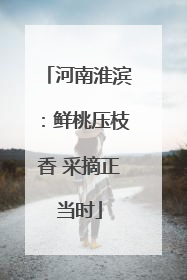 河南淮滨：鲜桃压枝香 采摘正当时