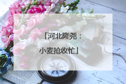 河北隆尧：小麦抢收忙