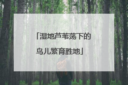 湿地芦苇荡下的鸟儿繁育胜地