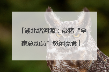 湖北堵河源：豪猪“全家总动员”悠闲觅食