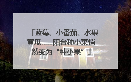 蓝莓、小番茄、水果黄瓜……阳台种小菜悄然变为“种小果”