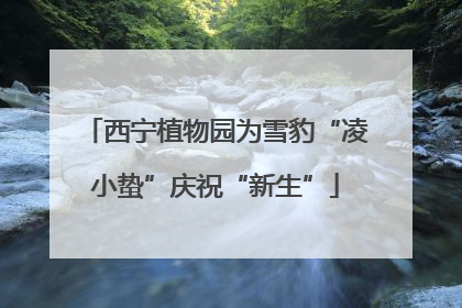 西宁植物园为雪豹“凌小蛰”庆祝“新生”