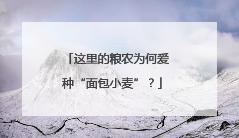 这里的粮农为何爱种“面包小麦”？