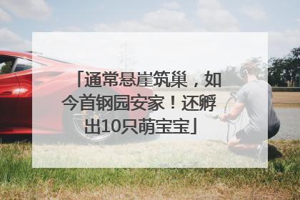 通常悬崖筑巢，如今首钢园安家！还孵出10只萌宝宝