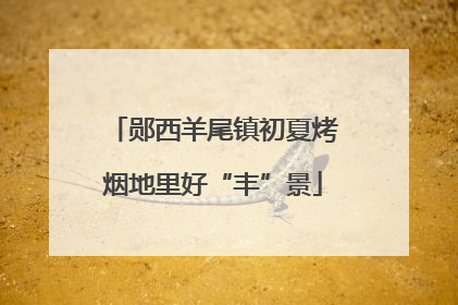 郧西羊尾镇初夏烤烟地里好“丰”景