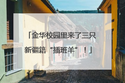 金华校园里来了三只新疆籍“插班羊”！
