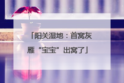 阳关湿地：首窝灰雁“宝宝”出窝了
