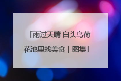 雨过天晴 白头鸟荷花池里找美食｜图集