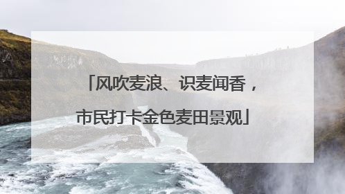风吹麦浪、识麦闻香，市民打卡金色麦田景观