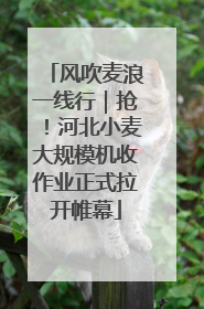 风吹麦浪一线行｜抢！河北小麦大规模机收作业正式拉开帷幕