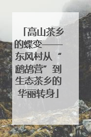 高山茶乡的蝶变——东风村从“鹧鸪营”到生态茶乡的华丽转身