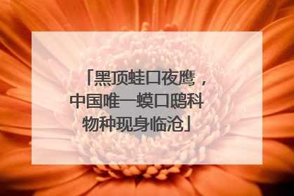 黑顶蛙口夜鹰，中国唯一蟆口鸱科物种现身临沧
