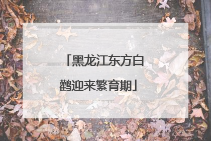 黑龙江东方白鹳迎来繁育期