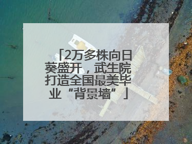 2万多株向日葵盛开，武生院打造全国最美毕业“背景墙”