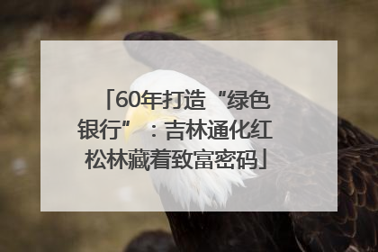 60年打造“绿色银行”：吉林通化红松林藏着致富密码